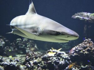 shark in spanish
