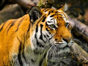 tiger in spanish