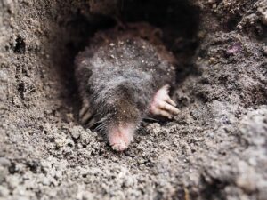 mole in spanish