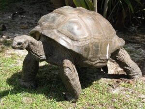 tortoise in spanish