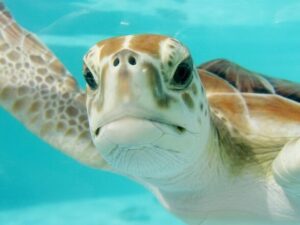 turtle in spanish