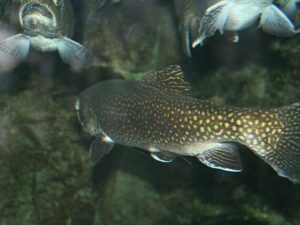 trout in spanish
