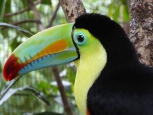 toucan in spanish